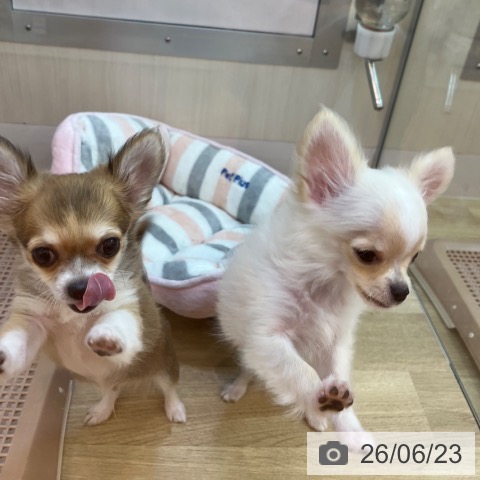 兵庫県のチワワ(ロング) (ペットプラス 姫路大津店/2026年3月10日生まれ/男の子/レッドホワイト)の子犬の4枚目の画像