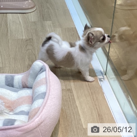 チワワの写真