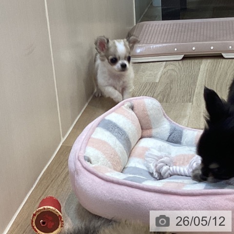 チワワの写真