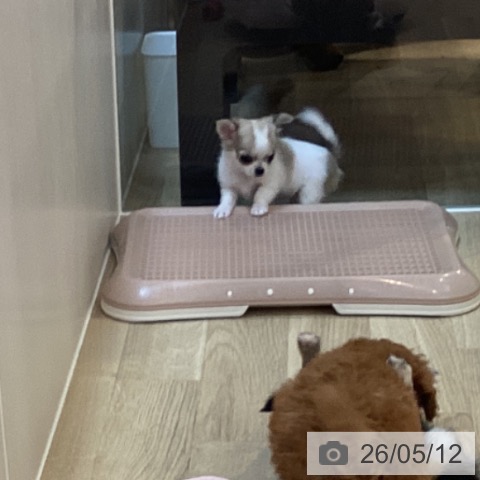 チワワの写真