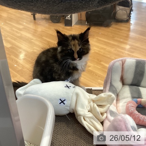 メインクーンの写真