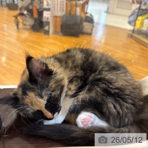 メインクーンの写真
