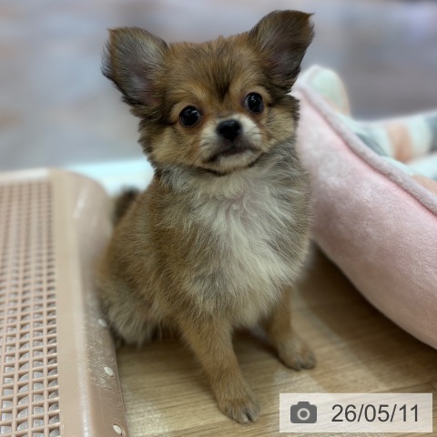 チワワの写真