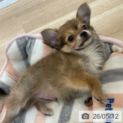 チワワの写真