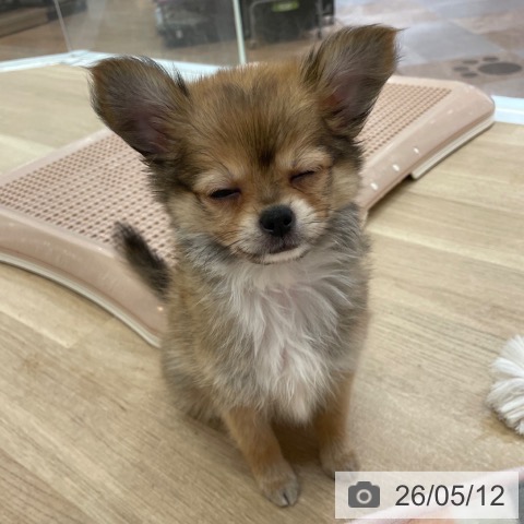 大阪府のチワワ(ロング) (ペットプラス 大阪ドームシティ店/2026年3月11日生まれ/男の子/レッドホワイト)の子犬の3枚目の画像