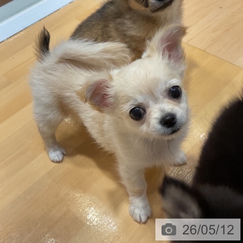 チワワの写真