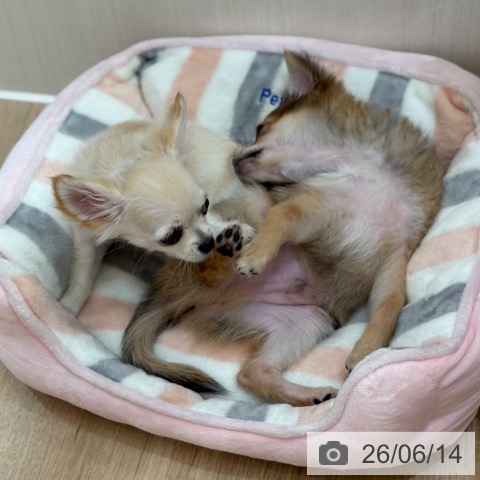 チワワの写真