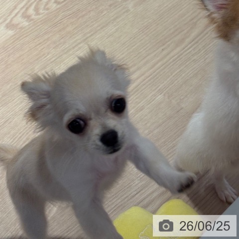 チワワの写真