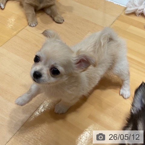 チワワの写真