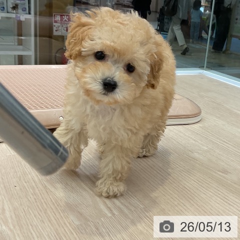 大阪府のトイプードル(トイ) (ペットプラス ららぽーと和泉店/2026年3月11日生まれ/女の子/ペールフォーン)の子犬の3枚目の画像