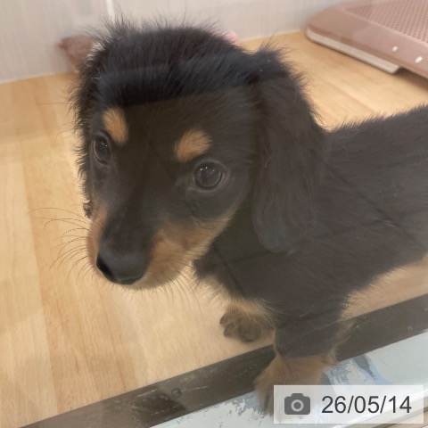 ミニチュア・ダックスフンドの写真