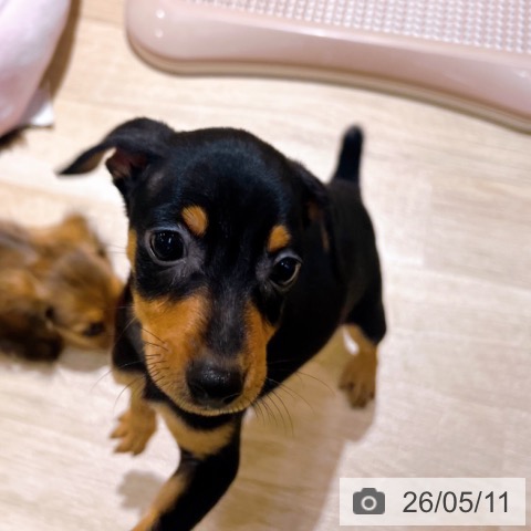 大阪府のミニチュアピンシャー (ペットプラス イオン大日店/2026年3月10日生まれ/男の子/ブラックタン)の子犬の4枚目の画像