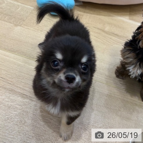 大阪府のチワワ(ロング) (ペットプラス 堺北花田店/2026年3月10日生まれ/男の子/ブラックタンホワイト)の子犬の4枚目の画像