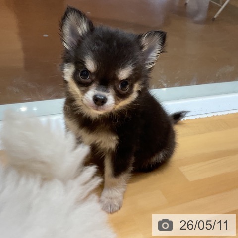 チワワの写真