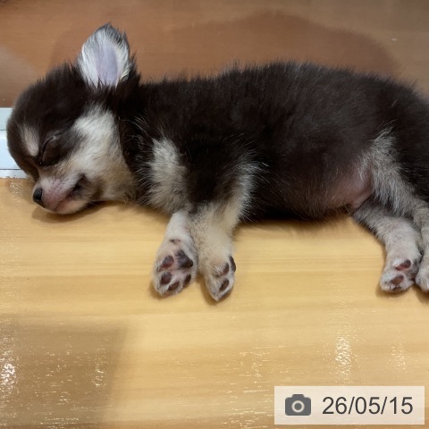 奈良県のチワワ(ロング) (ペットプラス 大和郡山店/2026年3月10日生まれ/男の子/ブラックタンホワイト)の子犬の3枚目の画像