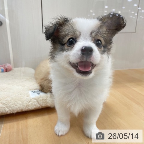 パピヨンの写真