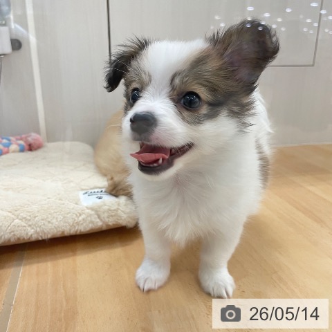 パピヨンの写真