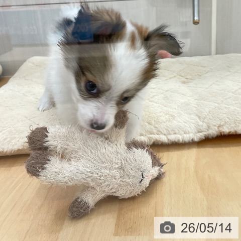 パピヨンの写真