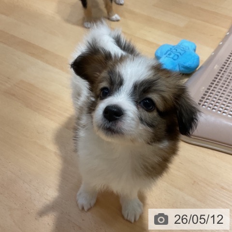 パピヨンの写真