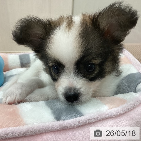新潟県のパピヨン (ペットプラス 新潟南店/2026年3月12日生まれ/男の子/レッドホワイト)の子犬の4枚目の画像