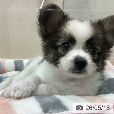 新潟県のパピヨン (ペットプラス 新潟南店/2026年3月12日生まれ/男の子/レッドホワイト)の子犬の3枚目の画像