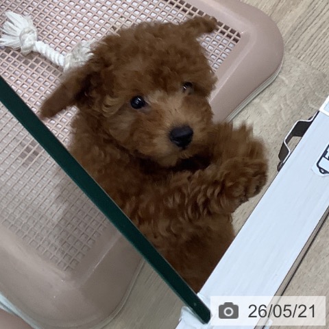 大阪府のトイプードル(トイ) (ペットプラス 鶴見店/2026年3月7日生まれ/女の子/レッド)の子犬の4枚目の画像