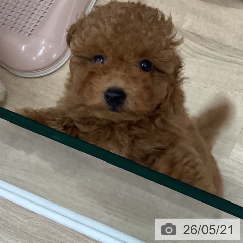 大阪府のトイプードル(トイ) (ペットプラス 鶴見店/2026年3月7日生まれ/女の子/レッド)の子犬の3枚目の画像