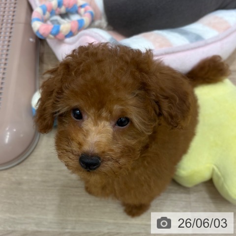 大阪府のトイプードル(トイ) (ペットプラス 鶴見店/2026年3月7日生まれ/女の子/レッド)の子犬の3枚目の画像