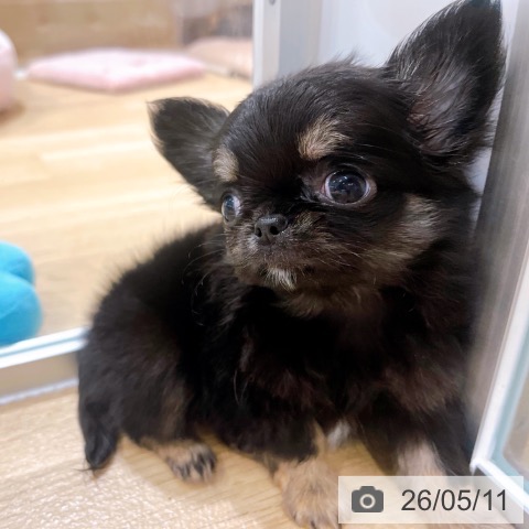 チワワの写真