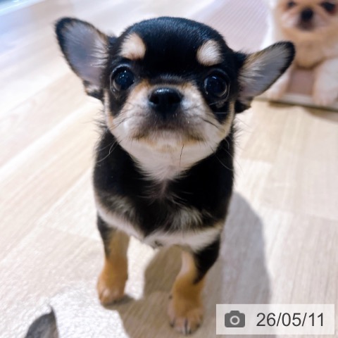 チワワの写真