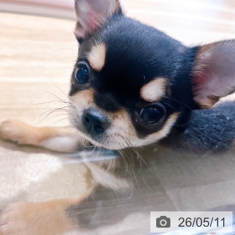 チワワの写真