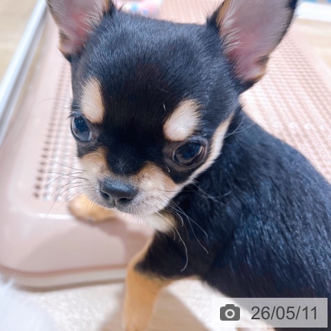 チワワの写真