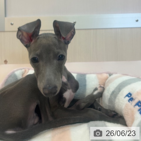 兵庫県のイタリアングレーハウンド (ペットプラス 姫路大津店/2026年3月5日生まれ/男の子/ブルーホワイト)の子犬の4枚目の画像