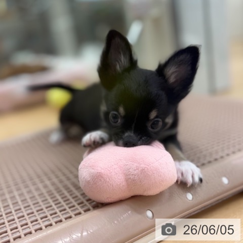 京都府のチワワ(ロング) (ペットプラス 醍醐店/2026年3月8日生まれ/男の子/ブラックタンホワイト)の子犬の4枚目の画像