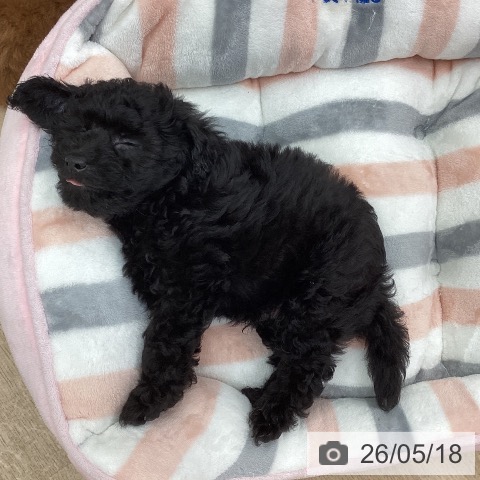 新潟県のトイプードル(トイ) (ペットプラス 新潟南店/2026年3月8日生まれ/男の子/ブラック)の子犬の3枚目の画像