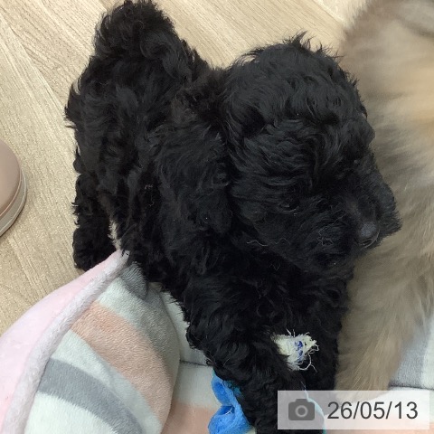 大阪府のトイプードル(トイ) (ペットプラス りんくう泉南店/2026年3月8日生まれ/女の子/ブラック)の子犬の3枚目の画像