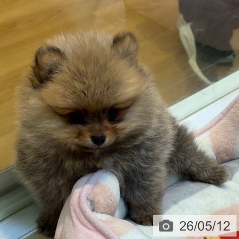 ポメラニアンの写真