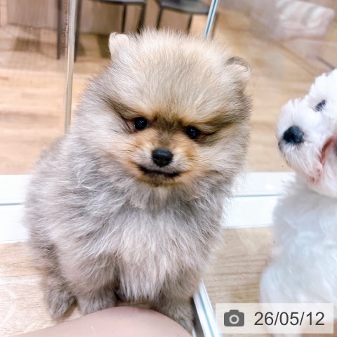 ポメラニアンの写真