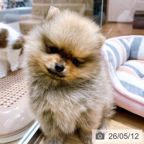 ポメラニアンの写真
