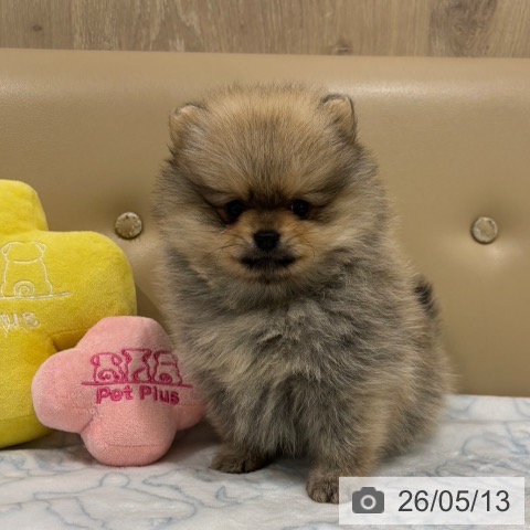 大阪府のポメラニアン (ペットプラス イオン大日店/2026年3月11日生まれ/男の子/ウルフセーブル)の子犬の3枚目の画像