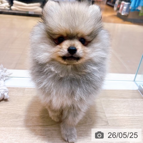 大阪府のポメラニアン (ペットプラス イオン大日店/2026年3月11日生まれ/男の子/ウルフセーブル)の子犬の3枚目の画像