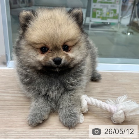 ポメラニアンの写真