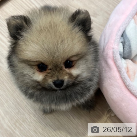 ポメラニアンの写真