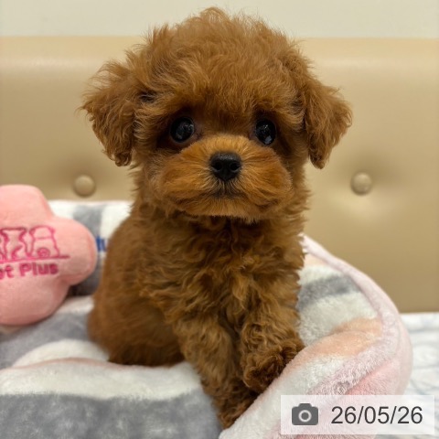 大阪府のトイプードル(トイ) (ペットプラス イオン大日店/2026年3月12日生まれ/女の子/レッドフォーン)の子犬の4枚目の画像