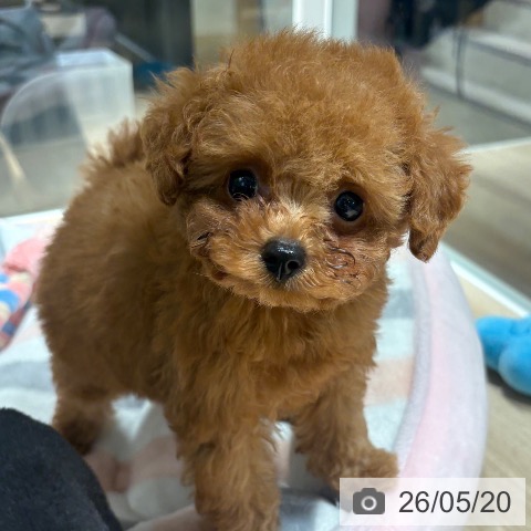 兵庫県のトイプードル(トイ) (ペットプラス 神戸三宮店/2026年3月12日生まれ/男の子/レッドフォーン)の子犬の4枚目の画像