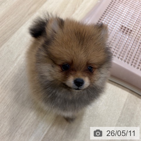 ポメラニアンの写真