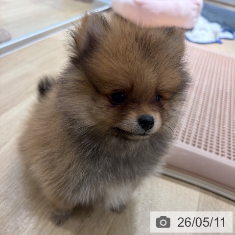ポメラニアンの写真