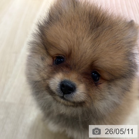 ポメラニアンの写真