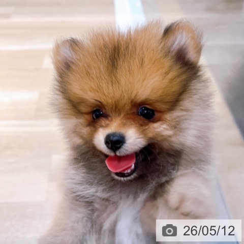 ポメラニアンの写真