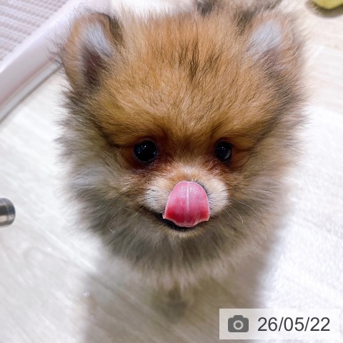 大阪府のポメラニアン (ペットプラス イオン大日店/2026年3月8日生まれ/女の子/オレンジ)の子犬の4枚目の画像
